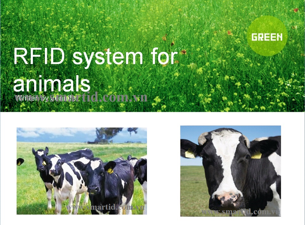 Mô hình giải pháp quản lý theo dõi bò sữa bằng công nghệ thẻ từ RFID
